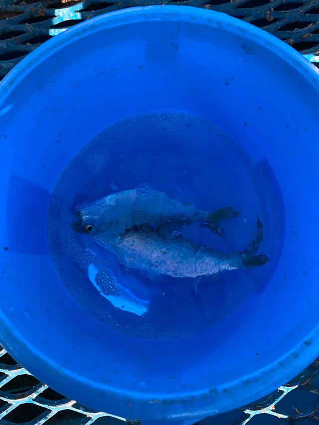 画像1: わたしの釣果は、コハダ2匹!