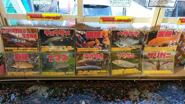 画像: チョウザメ ナマズなども釣れる!?