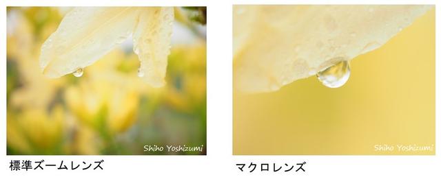 画像: ③マクロレンズ【M.ZUIKO DIGITAL ED 60mm F2.8 Macro】