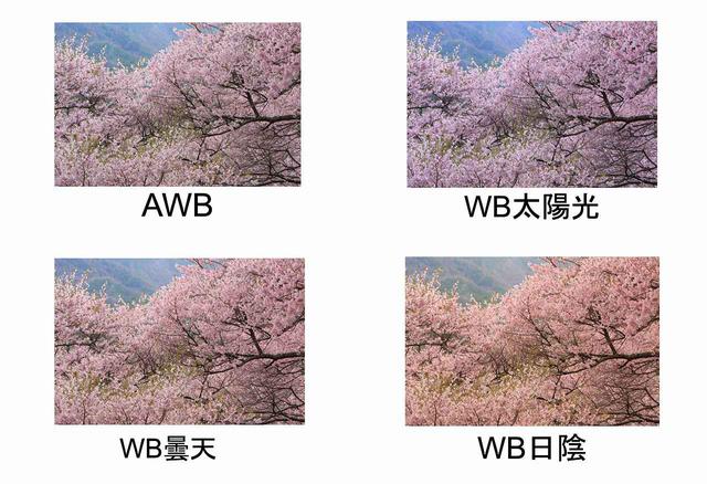 画像: ©Shiho Yoshizumi