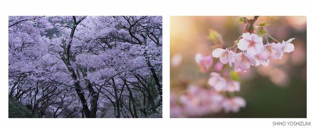 画像: 左の写真は明け方/右の写真は夕方に撮影 ©Shiho Yoshizumi