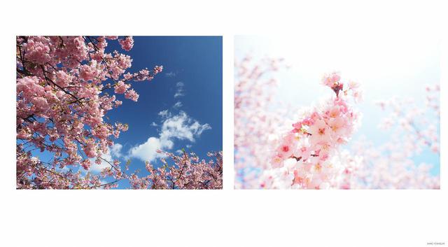 画像: 左の写真は順光/右の写真は逆光で撮影 ©Shiho Yoshizumi