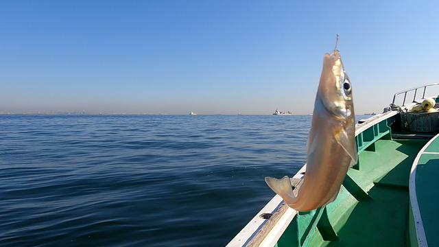 画像: 砂浜の女王とも呼ばれるシロギス。 釣ったばかりはパールピンクに輝いています。
