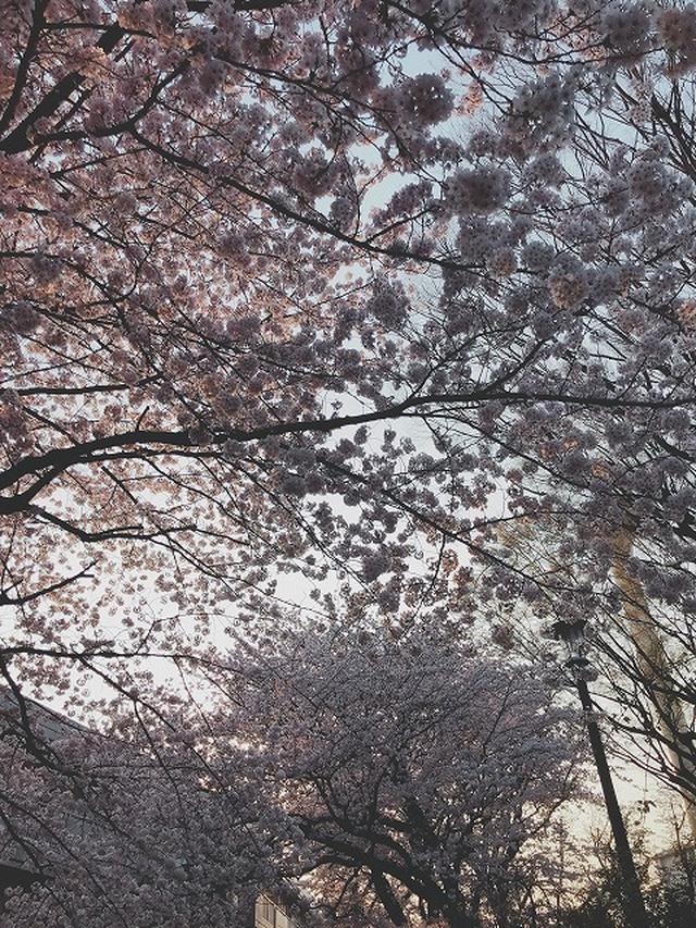画像1: 【まごころ三鷹】桜満開!♪花見ドライブ♪