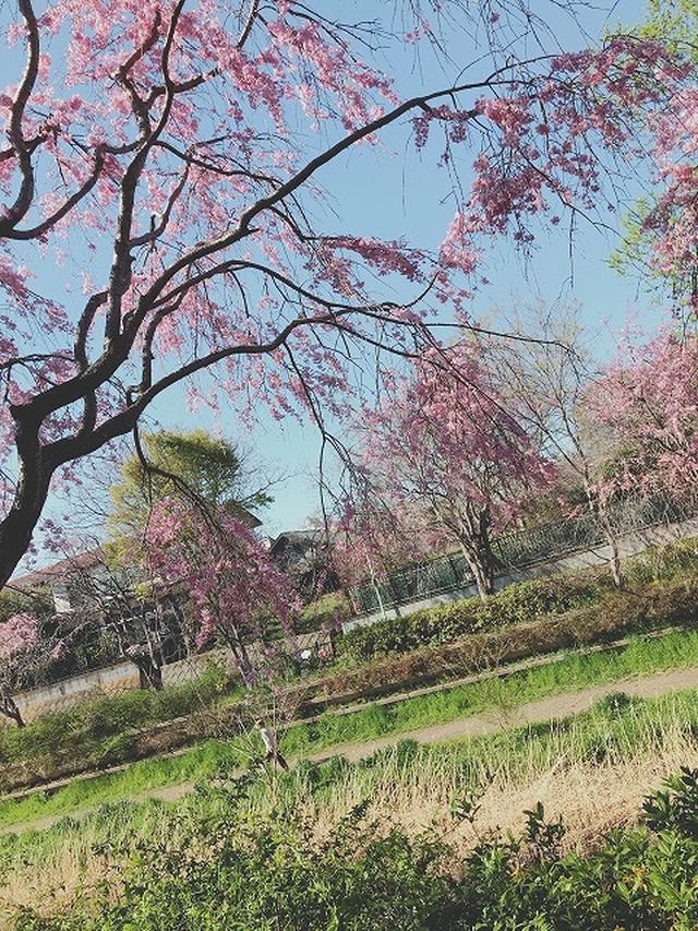 画像5: 【まごころ三鷹】桜満開!♪花見ドライブ♪