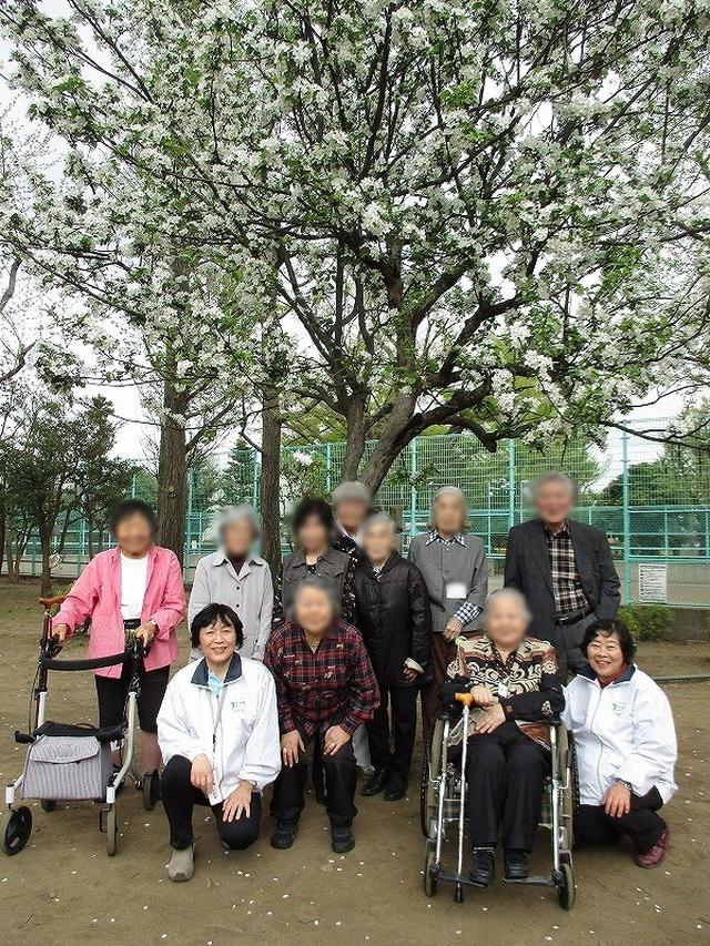 画像: 羽根木公園の桜