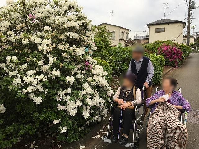 画像2: ポピー・つつじの鑑賞外出