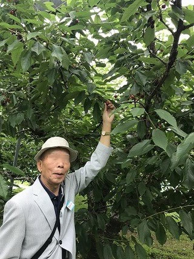 画像2: ~さくらんぼ狩り~