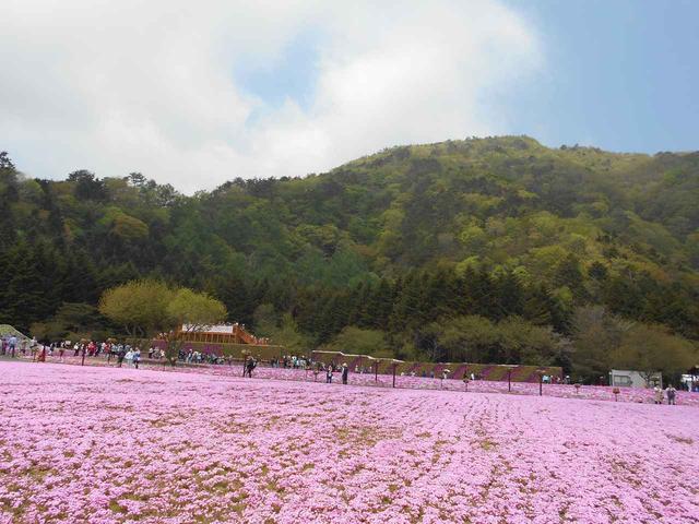 画像2: まごころ倶楽部高井戸 春の日帰り旅行 芝桜編