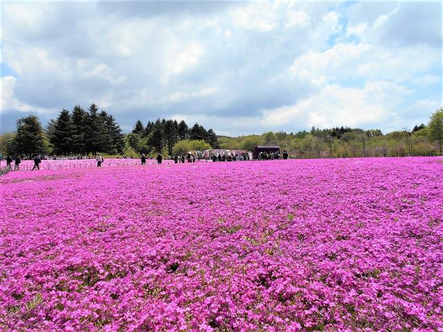 画像: 満開の芝桜、きれいですねーーー!