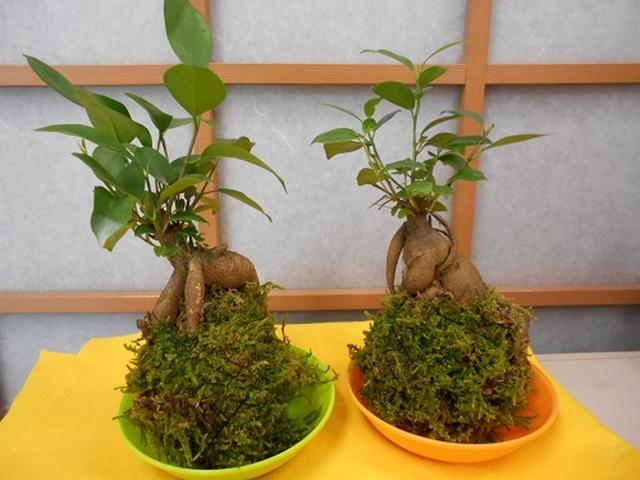 画像2: 苔玉作り