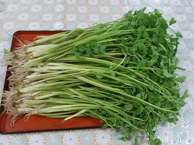 画像: 北町商店街のお店でセリを買いました 見てください、このセリ!立派ですよね~