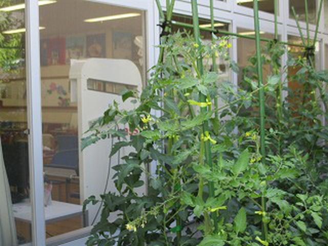 画像: 苗を植えて1ヶ月、背丈ほど大きくなりました。 花も咲き実もたくさん付きました。豊作の予感⁈
