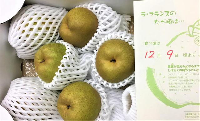 画像1: 山形県 西洋梨王国やまがたの女王『ラフランス』