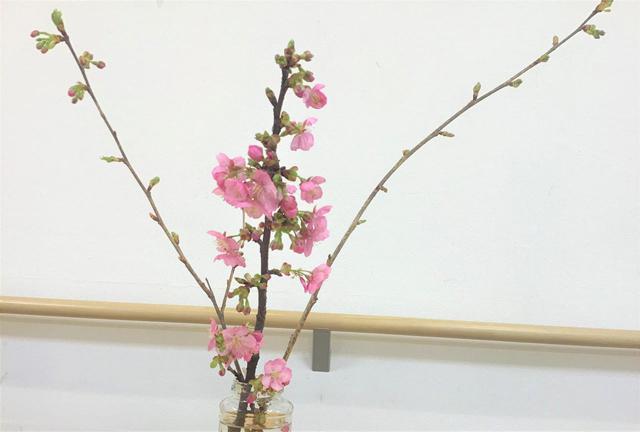 画像: 本日『まごころ倶楽部 河津桜まつり』開催