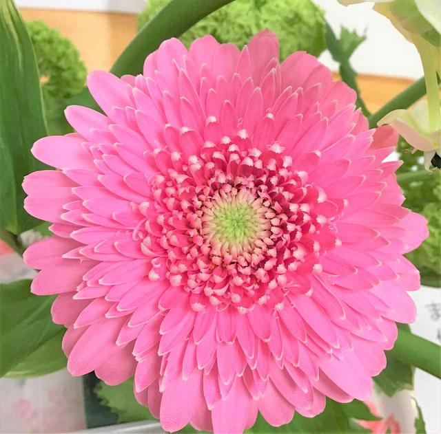 画像1: 『本日のお花たち』をご紹介。 ・ガーベラ(トレーシー) ・オニソガラム(サンペルシー) ・ビバーナム(スノーボール) ・ナルコラン
