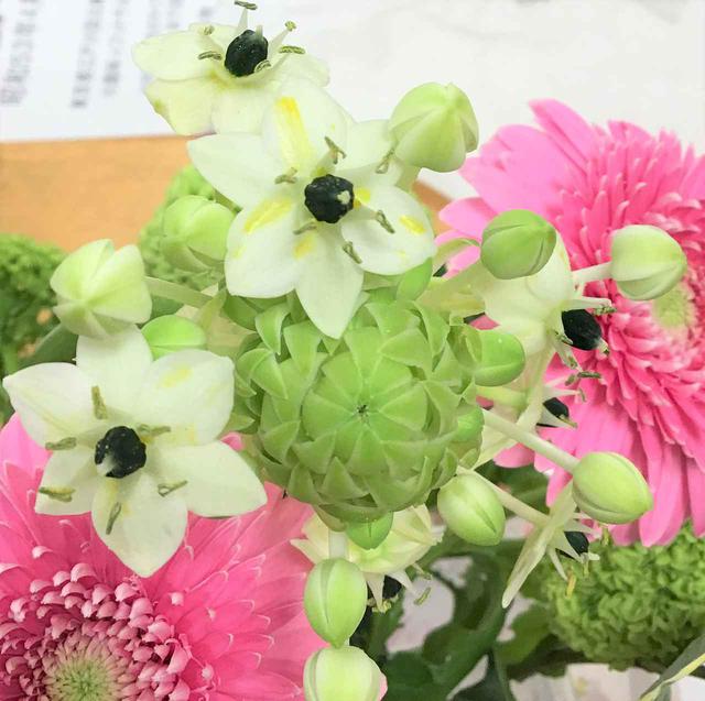 画像2: 『本日のお花たち』をご紹介。 ・ガーベラ(トレーシー) ・オニソガラム(サンペルシー) ・ビバーナム(スノーボール) ・ナルコラン