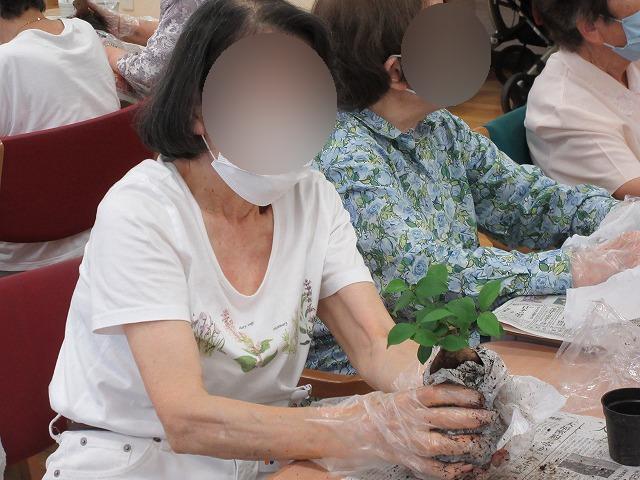 画像5: 苔玉作り