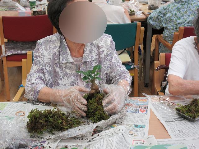 画像6: 苔玉作り