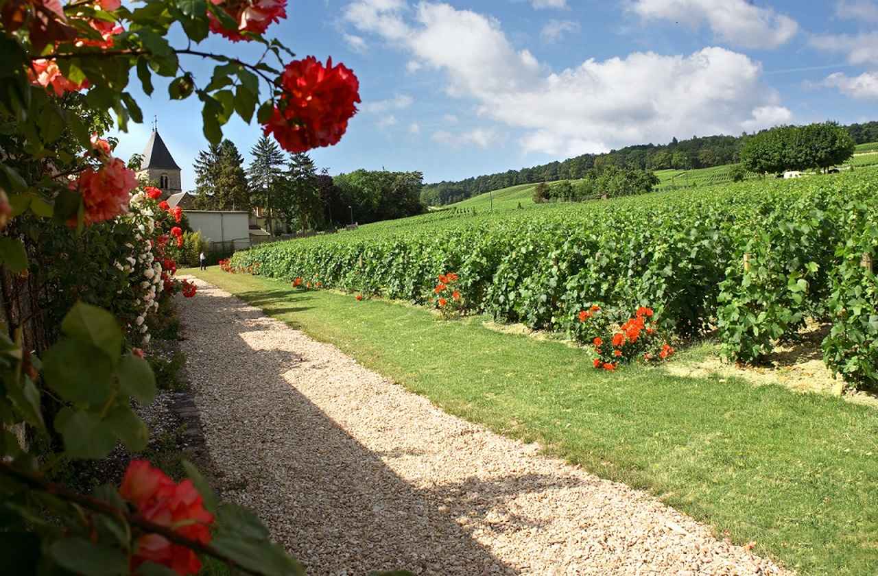 シャンパーニュ　ドゥラモット　エプロン 幻のシャンパーニュサロンの姉妹的な存在な【ドゥラモット