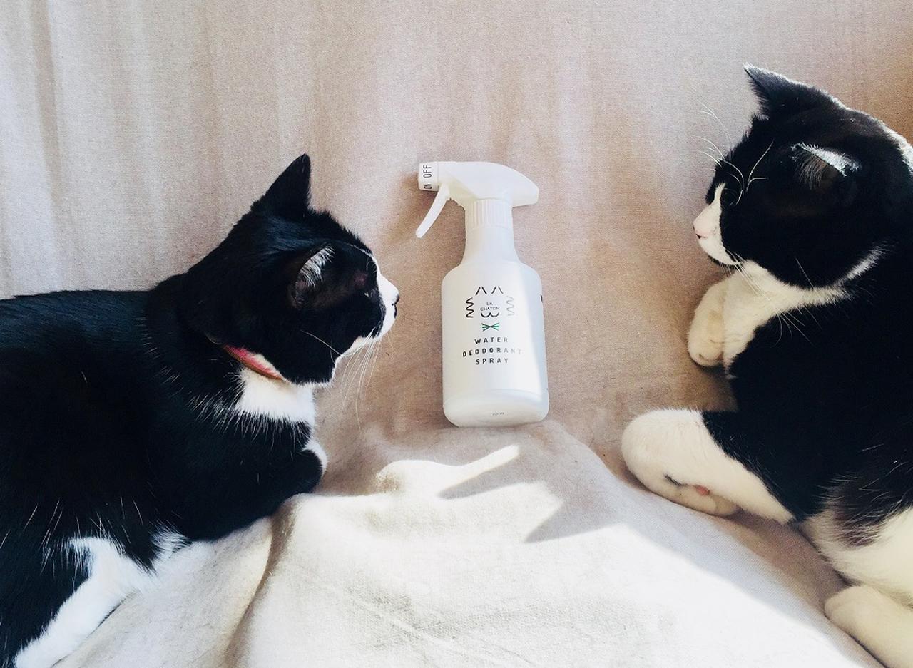 猫との日々に安心を。 「水だけ」の除菌消臭スプレー - T JAPAN:The
