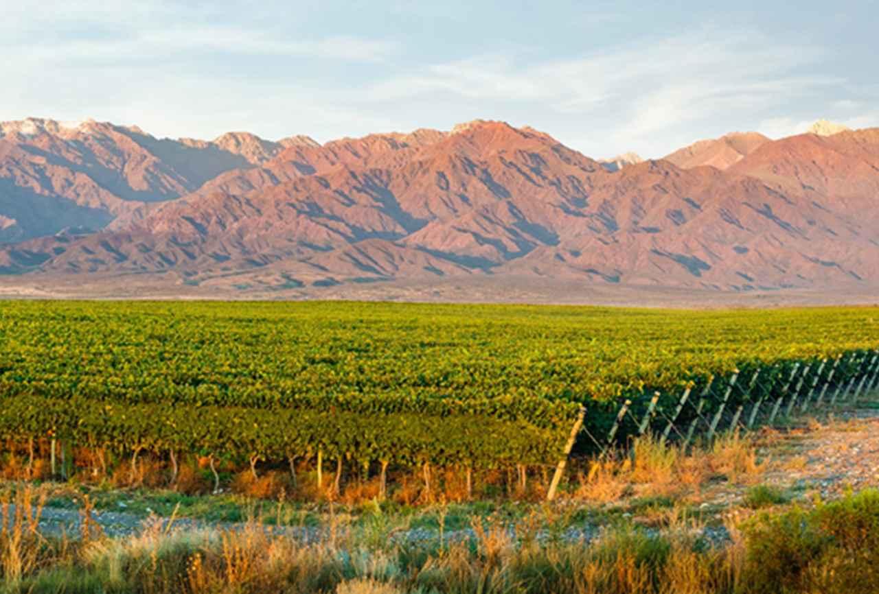 マルベックの印象が変わる！ ワイン評論家が驚嘆した 世界最高峰