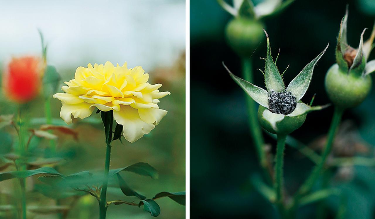 Rose Farm KEIJIが 生み出す唯一無二の「和ばら」。 その名前にこめ