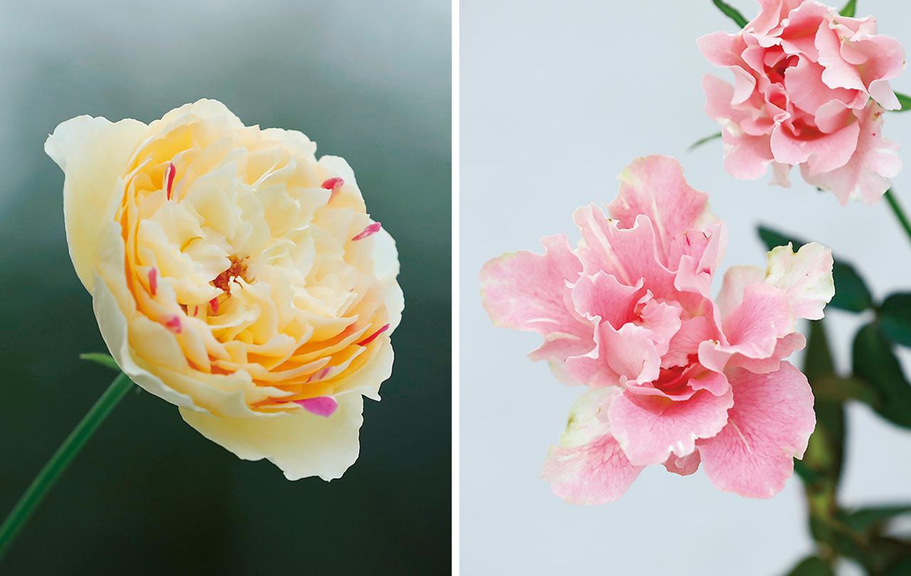 Rose Farm KEIJIが 生み出す唯一無二の「和ばら」。 その名前にこめ