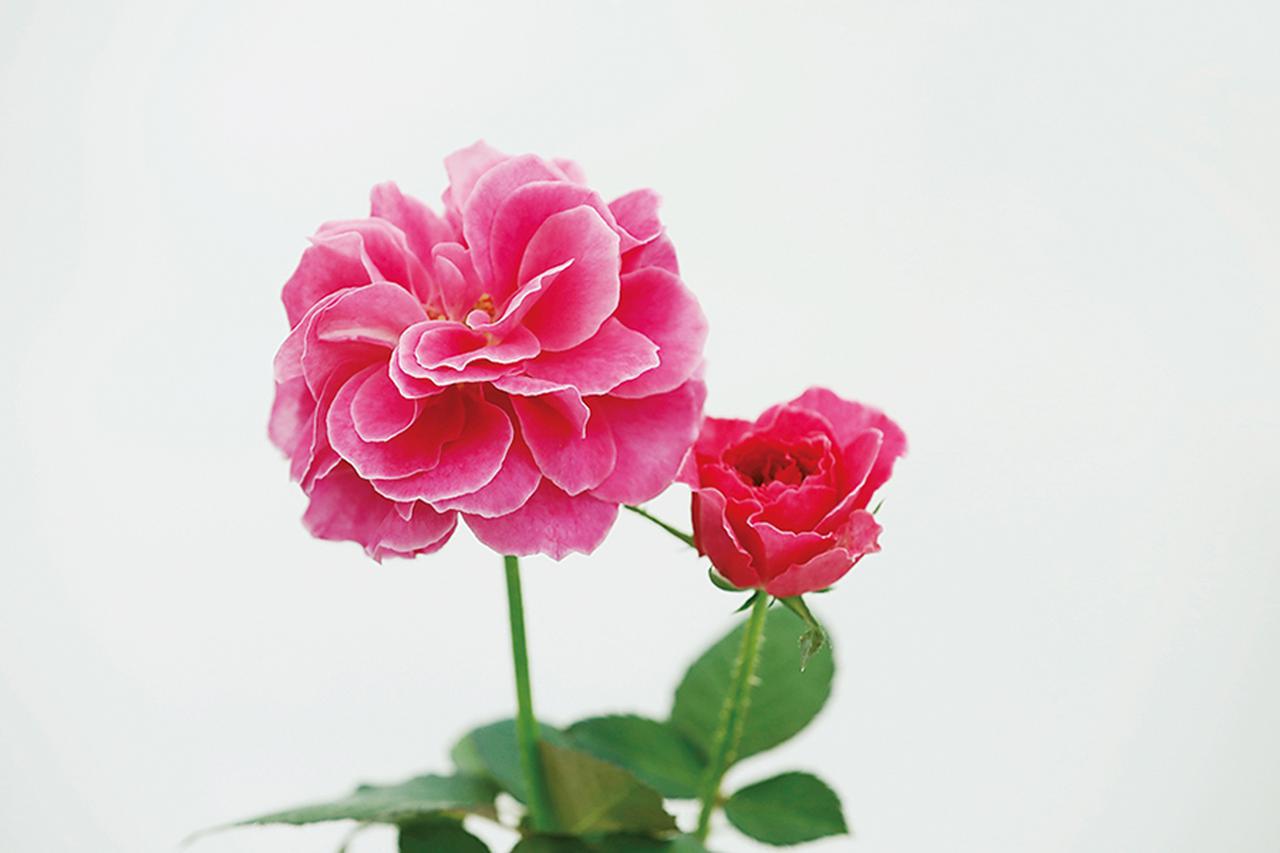 Rose Farm KEIJIが 生み出す唯一無二の「和ばら」。 その名前にこめ