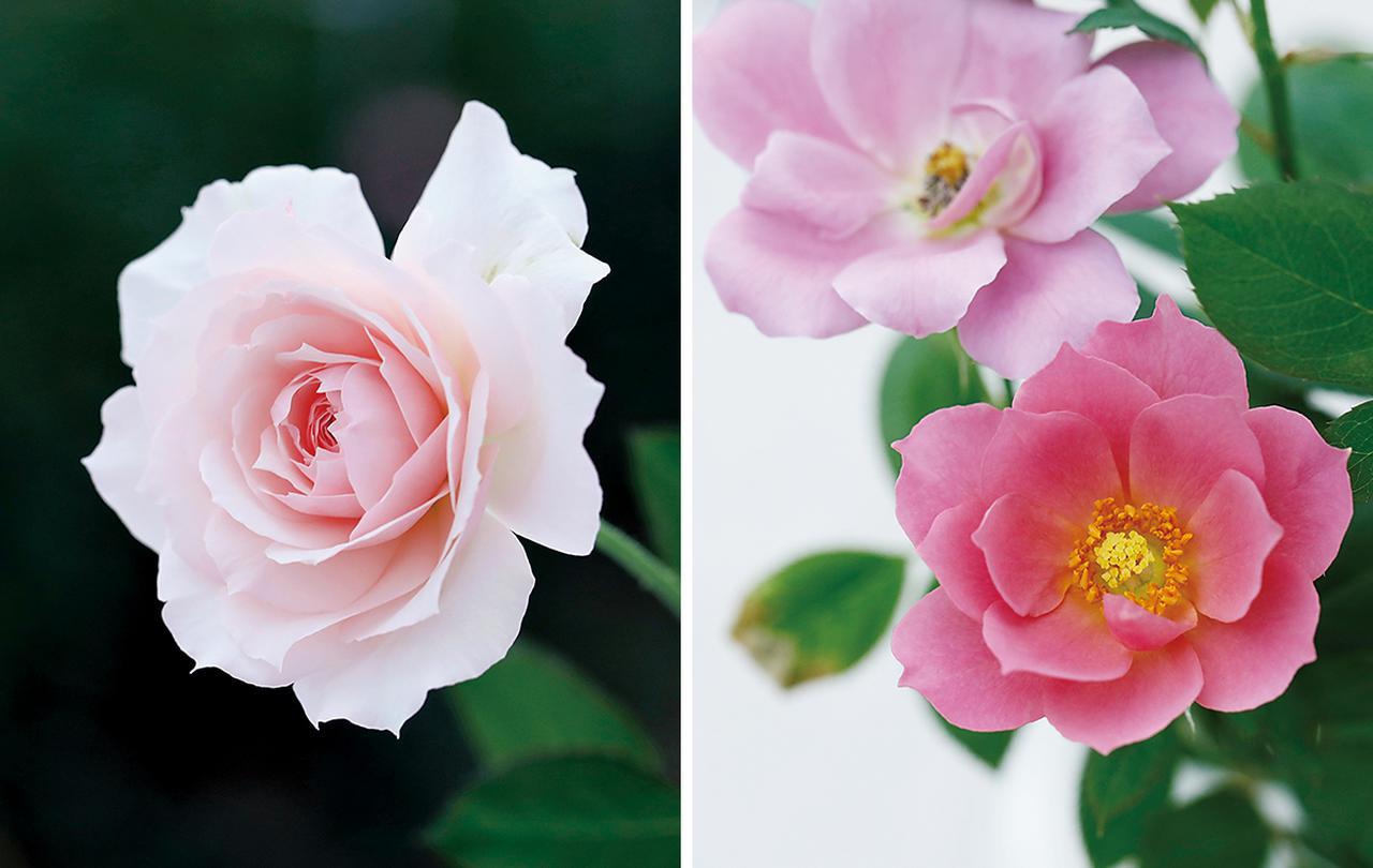 和薔薇花咲株 和薔薇花咲株 全ての商品 – WABARA online store 和薔薇花咲株