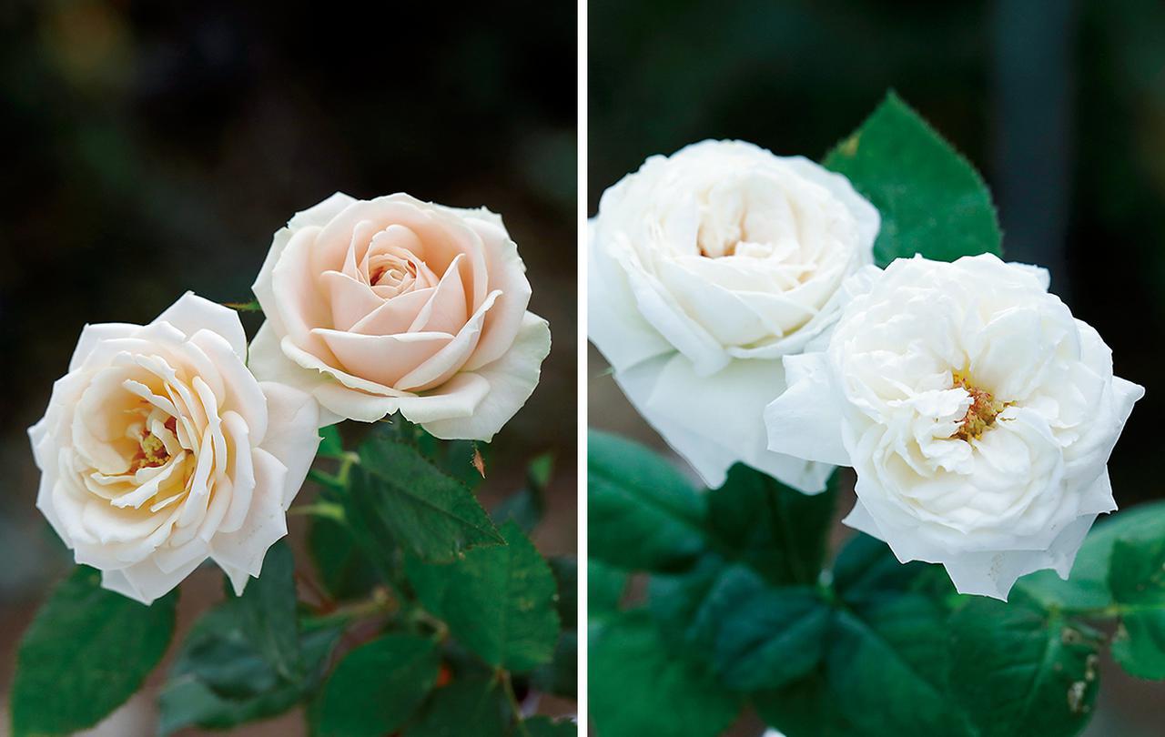 Rose Farm KEIJIが 生み出す唯一無二の「和ばら」。 その名前にこめ