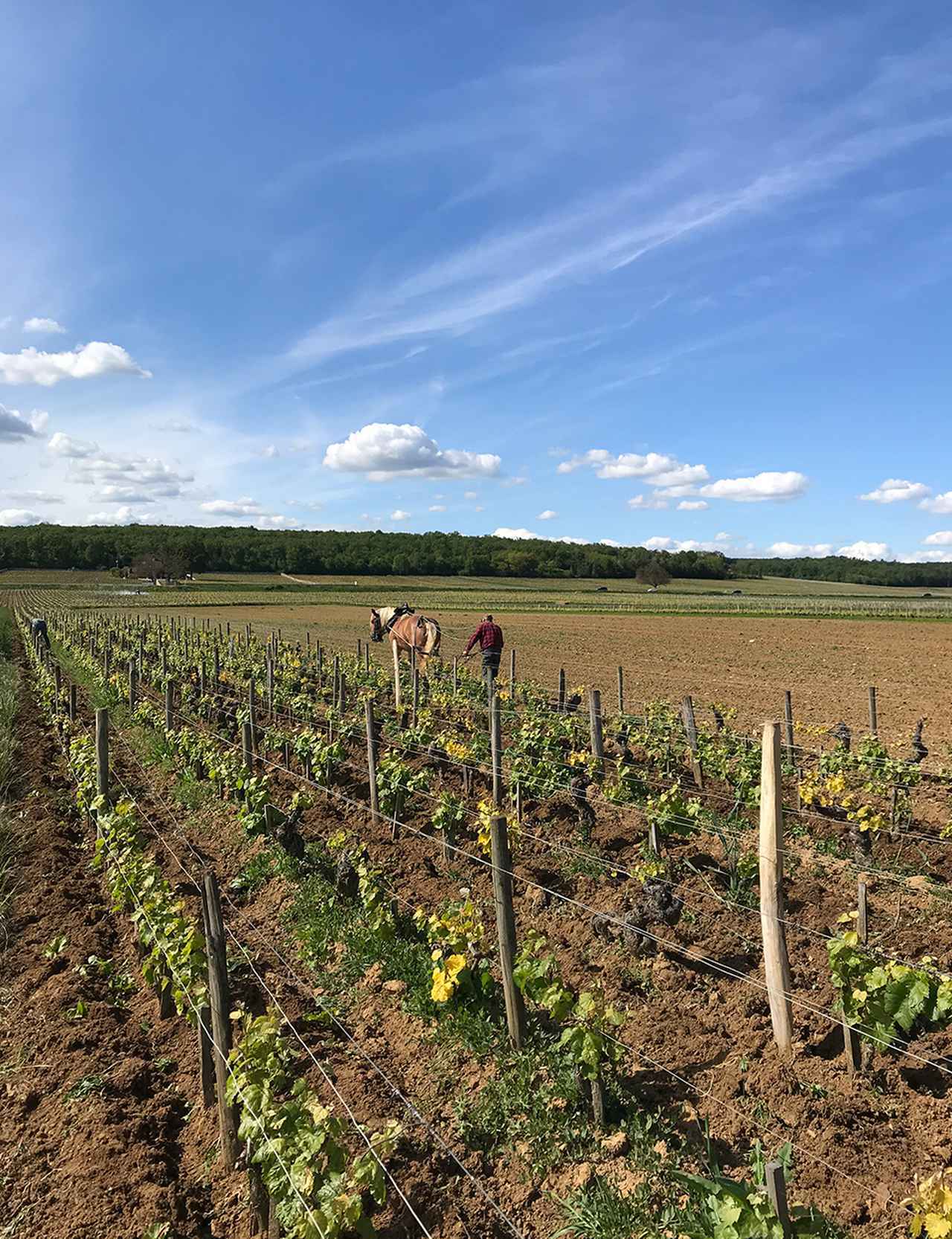 日本人女性醸造家が造る “麗し”のブルゴーニュワイン (1/1) - T JAPAN