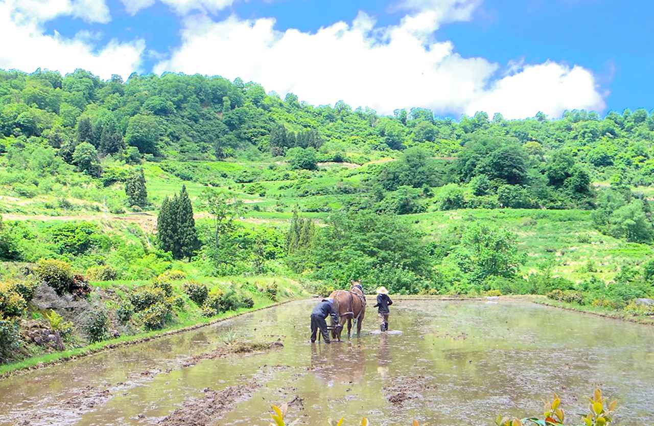 画像: 馬との共同作業は信頼関係そのもの。のちに酒米を植える予定の水田を耕す
