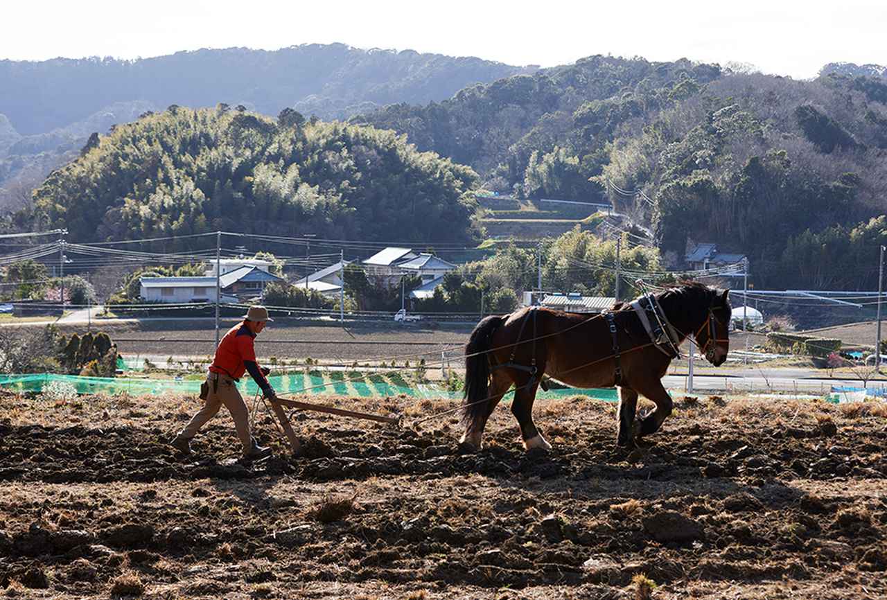 画像: 馬耕の技術の習得には約1~2年間かかる