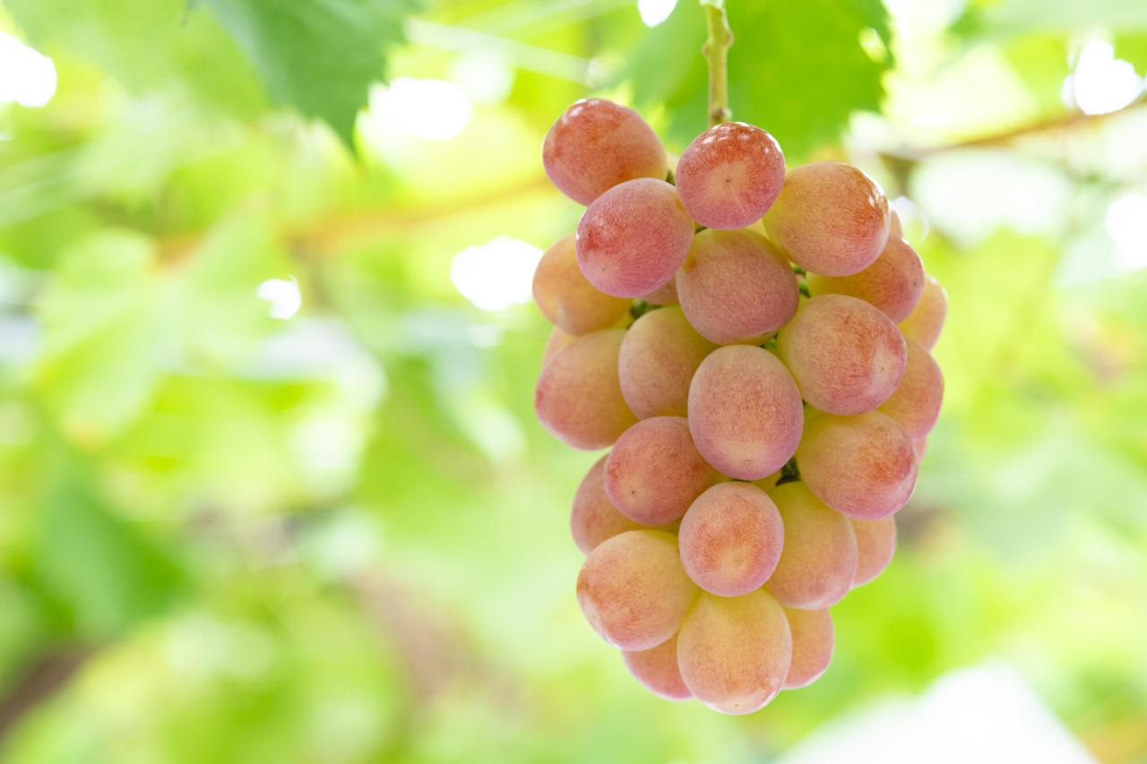 サンシャインレッド　写真現物 アウトレット　10房セット 山梨・夢のぶどうへの道 赤い宝石「サンシャインレッド」 誕生物語 - T