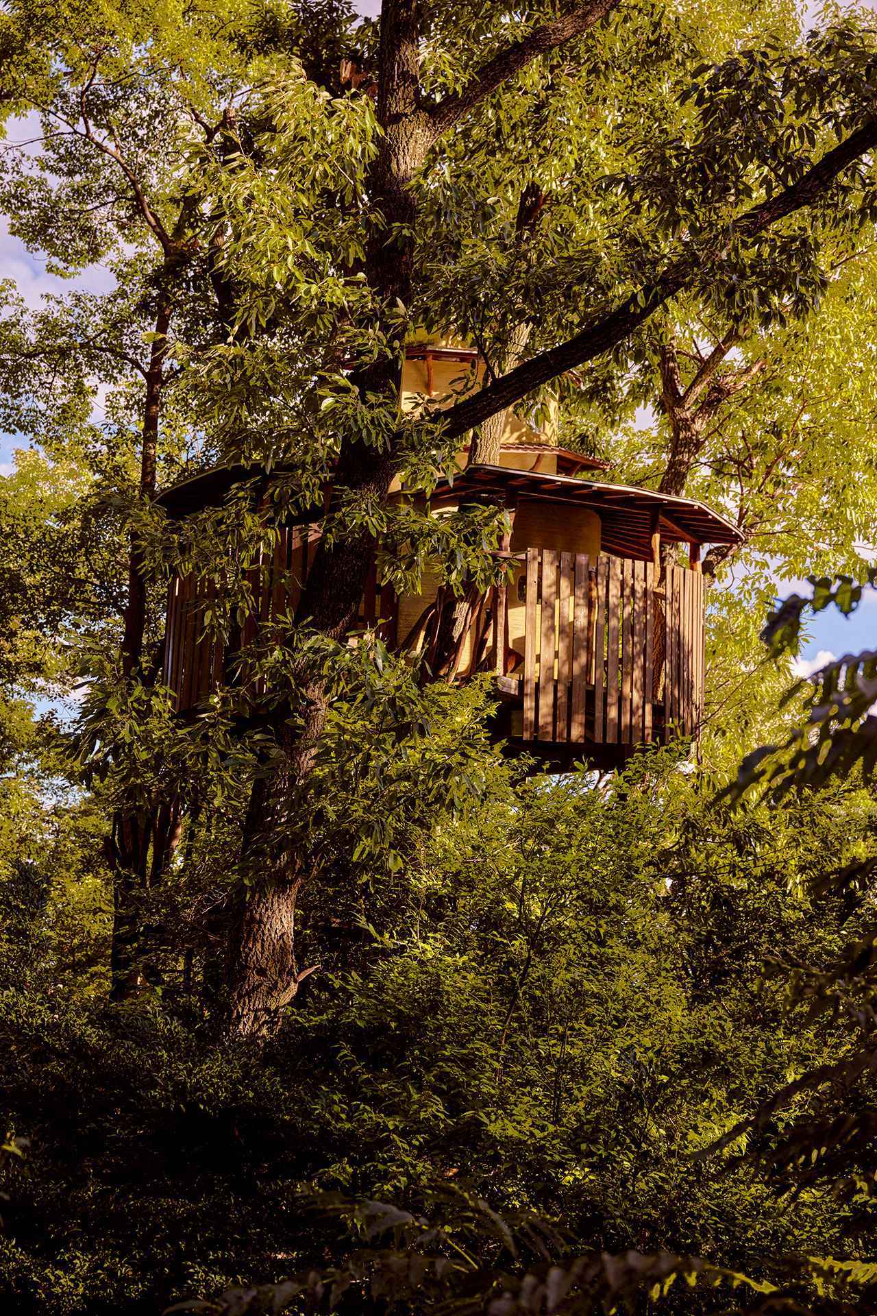 樹上の居場所をつくるひと── 日本人ツリーハウスビルダー 小林崇が