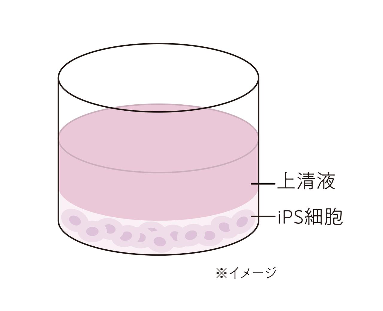 伊熊奈美の美肌のススメ。 再生医療発想から生まれた、 「iPS