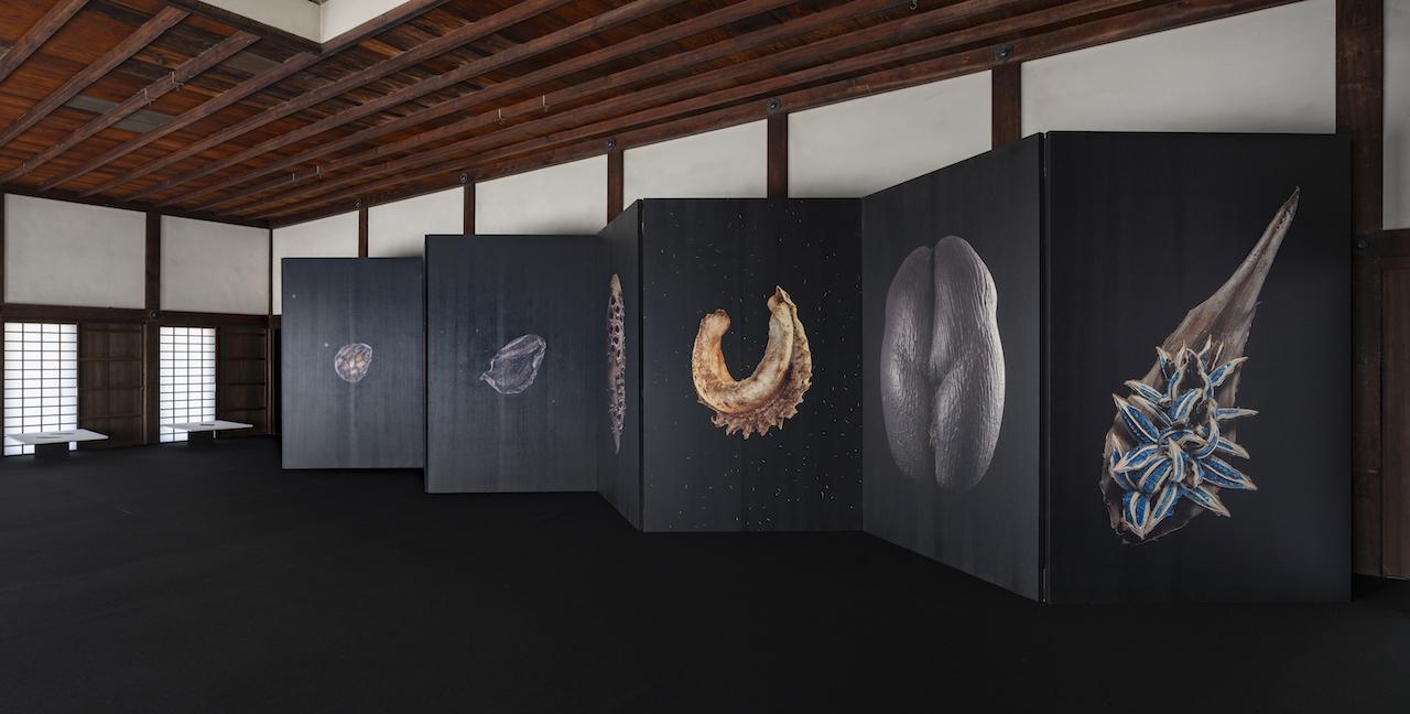 ティエリー・アルドゥアンの驚異の「種子」の写真展を演出した