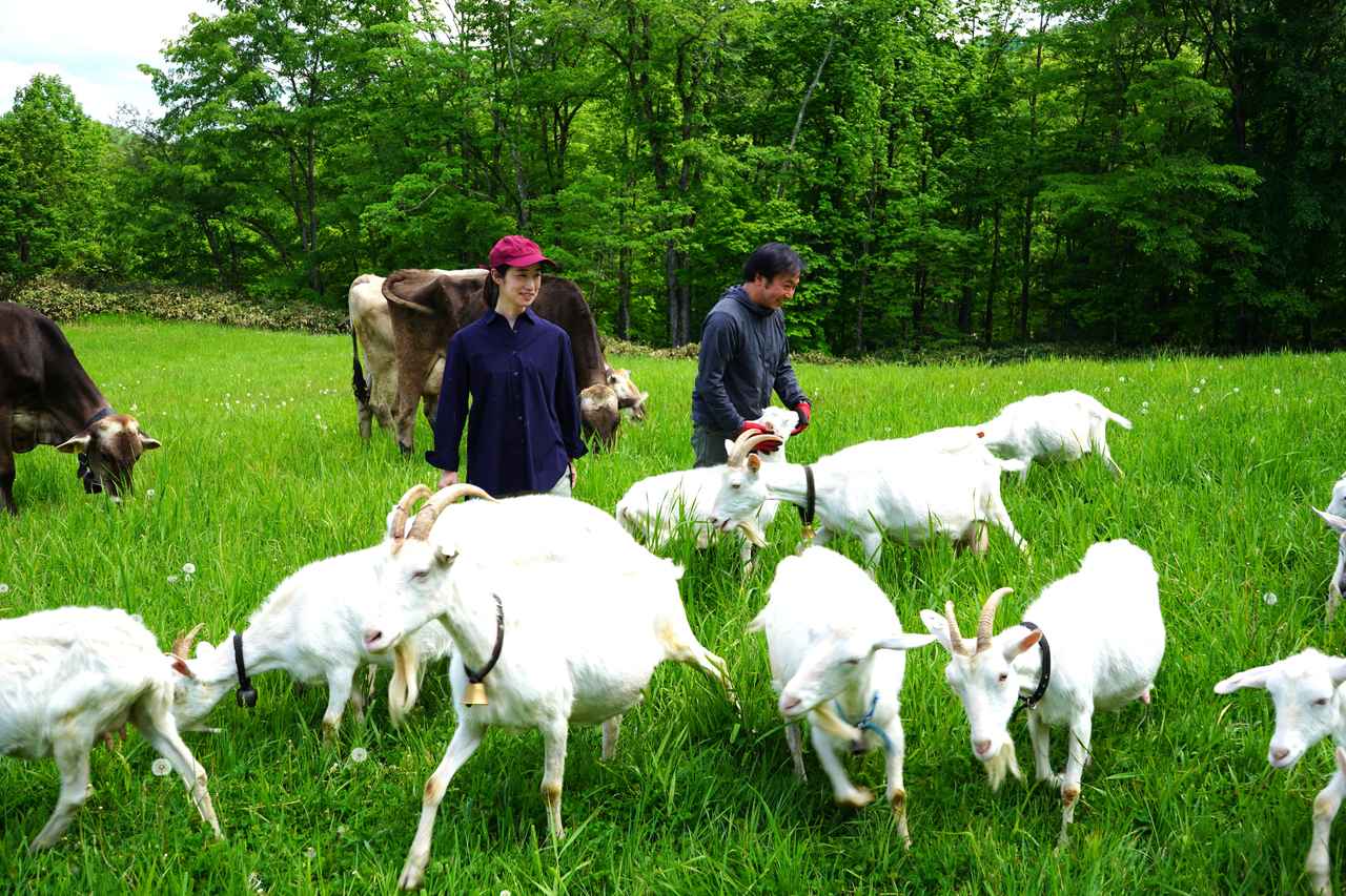 山羊 fr130013cr.jpg