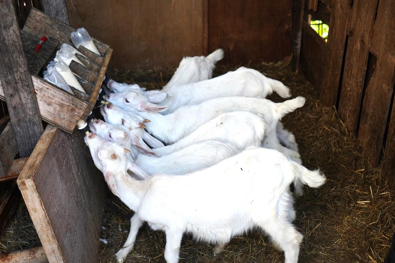 ヤミー高山の「北の国から」。 ～食の開拓者たちへの讃歌～ Vol.6 山羊