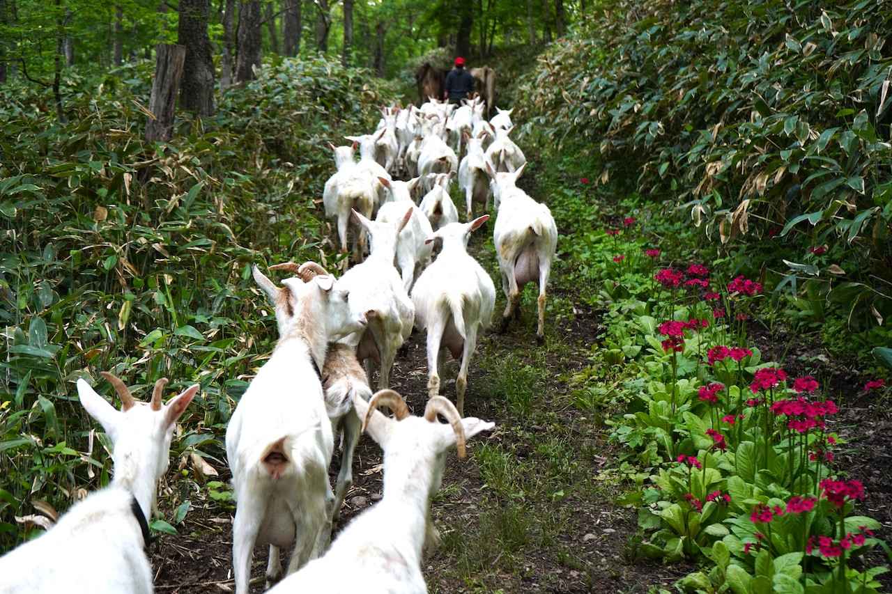 ヤミー高山の「北の国から」。 ～食の開拓者たちへの讃歌～ Vol.6 山羊