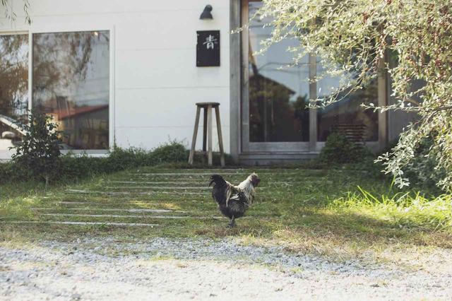 画像: 店の招き猫ならぬ“招き鶏”