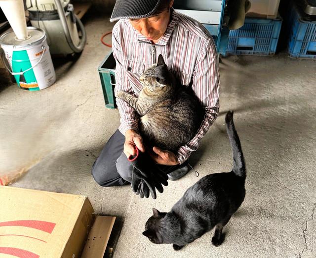 画像: 小麦の脱穀場に到着するや否や、「だっこするにゃー」と猫たちが中川さんに甘えて寄ってきた(全部で3匹)。穏やかな表情の中川さん