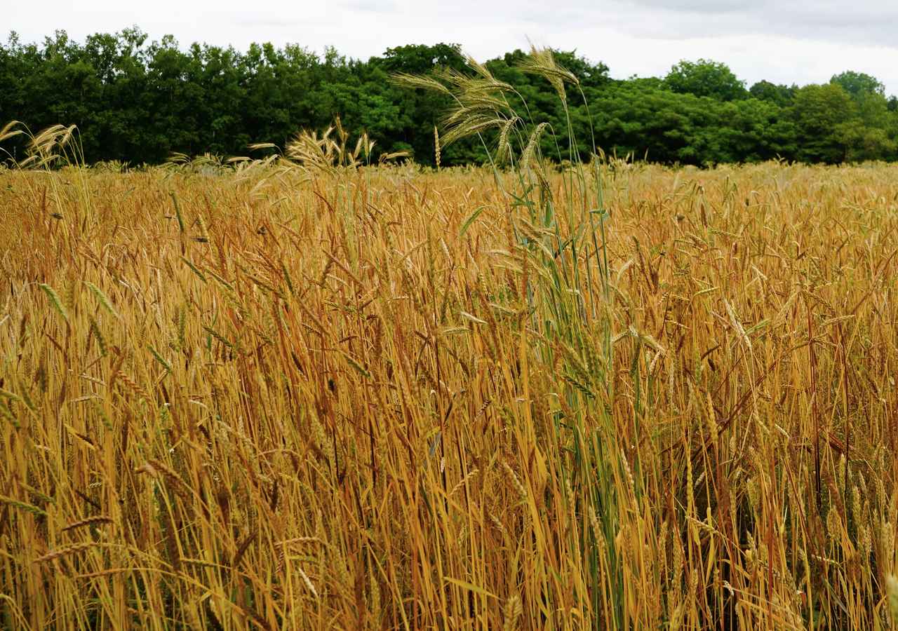 中川農場」祈りの小麦作り。 ヤミー高山の「北の国から」Vol.7 ～食の