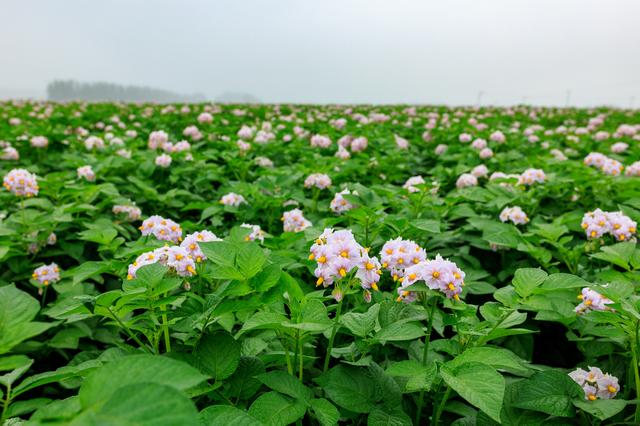 画像: 「須田農場」が栽培している男爵いもの花。じゃがいもの花は6~7月頃に十勝のいたるところで咲いていて、目を和ませてくれる PHOTOGRAPH BY SUDA FARM