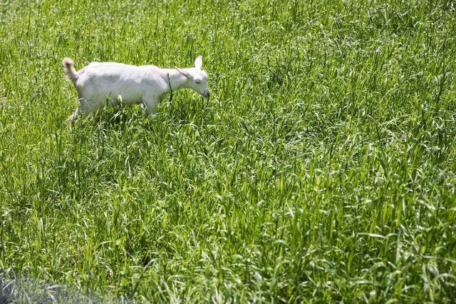 画像: 4月に生まれたばかりの子ヤギが伸びのびと斜面の草を喰む