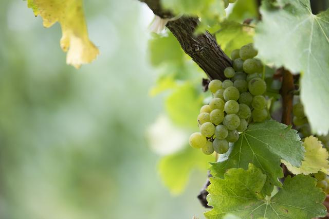 画像: 収穫前のソーヴィニヨン・ブラン。地面には草花が茂り、樹上に昆虫が集う環境を目指した結果、健やかなブドウに育ったという