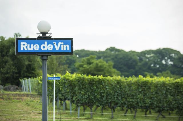 画像: 山の傾斜を利用したブドウ畑。カフェ・レストランから見えるのはカベルネ・ソーヴィニヨンの実り