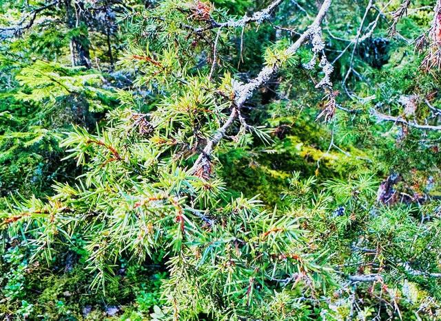 画像: ヒノキ科の針葉樹ジュニパーツリー。実のジュニパーベリーはジンの香りづけの原材料になる