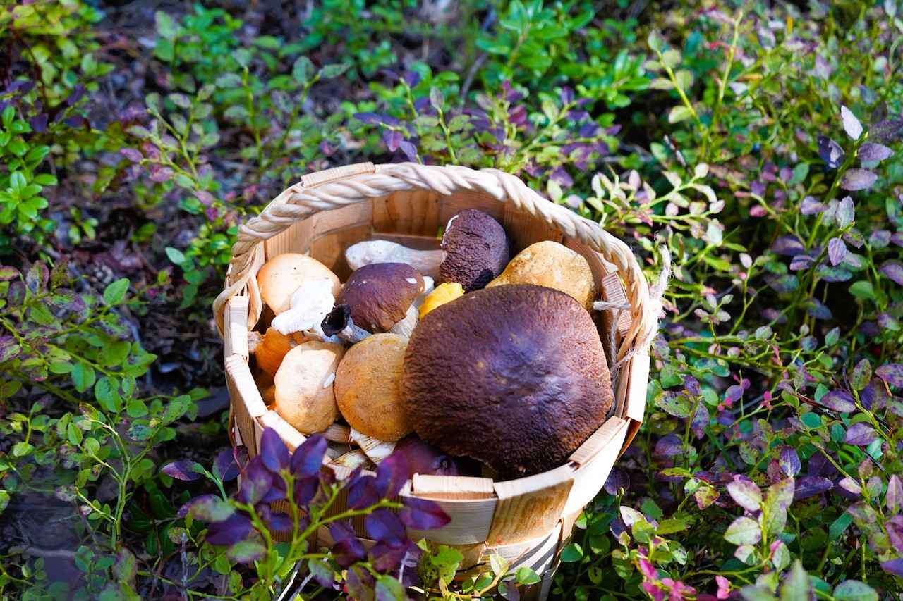 画像 : 1番目の画像 - 「フィンランドの森できのこ狩り!
ヤミー高山の「北の国から」Vol.10
~食の開拓者たちへの讃歌~」のアルバム - T JAPAN:The New York Times Style Magazine 公式サイト